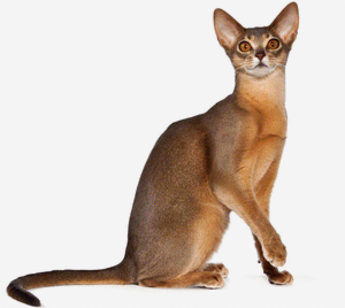Абиссинская кошка - животные, кошка - предпросмотр