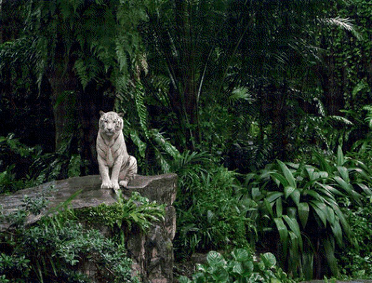 Белый тигр в джунглях - джунгли, тигр, зелень, белый тигр - предпросмотр