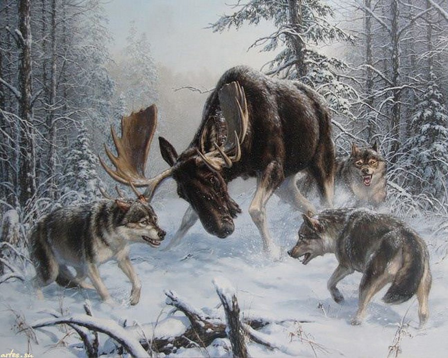 встреча в лесу - волки, зима, лось - оригинал