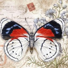 Оригинал схемы вышивки «бабочки 3» (№1612490)