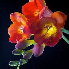 орхидея на черном фоне