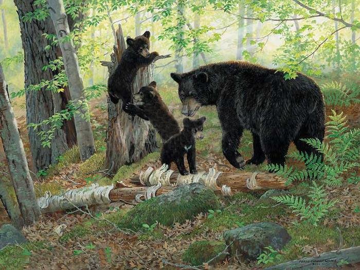 медведи в лесу - природа, пейзаж, животные - оригинал