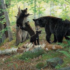 Оригинал схемы вышивки «медведи в лесу» (№1614704)