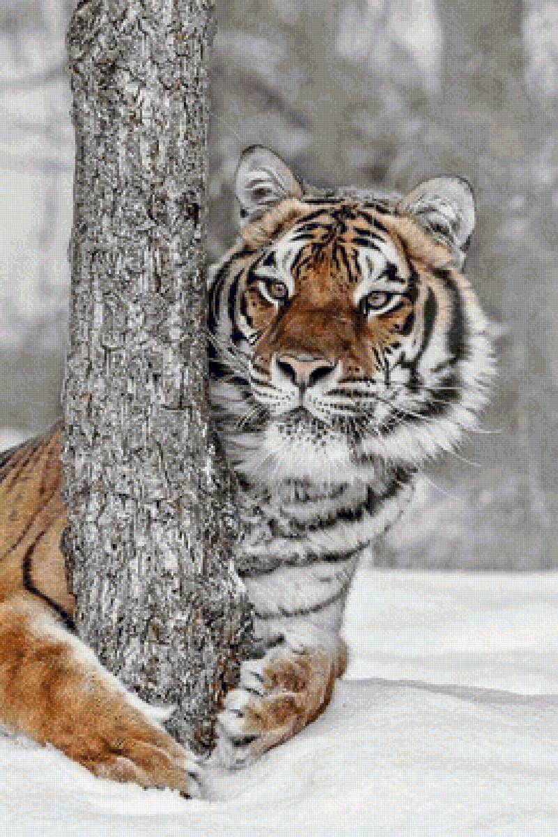 Тигр - звери - предпросмотр