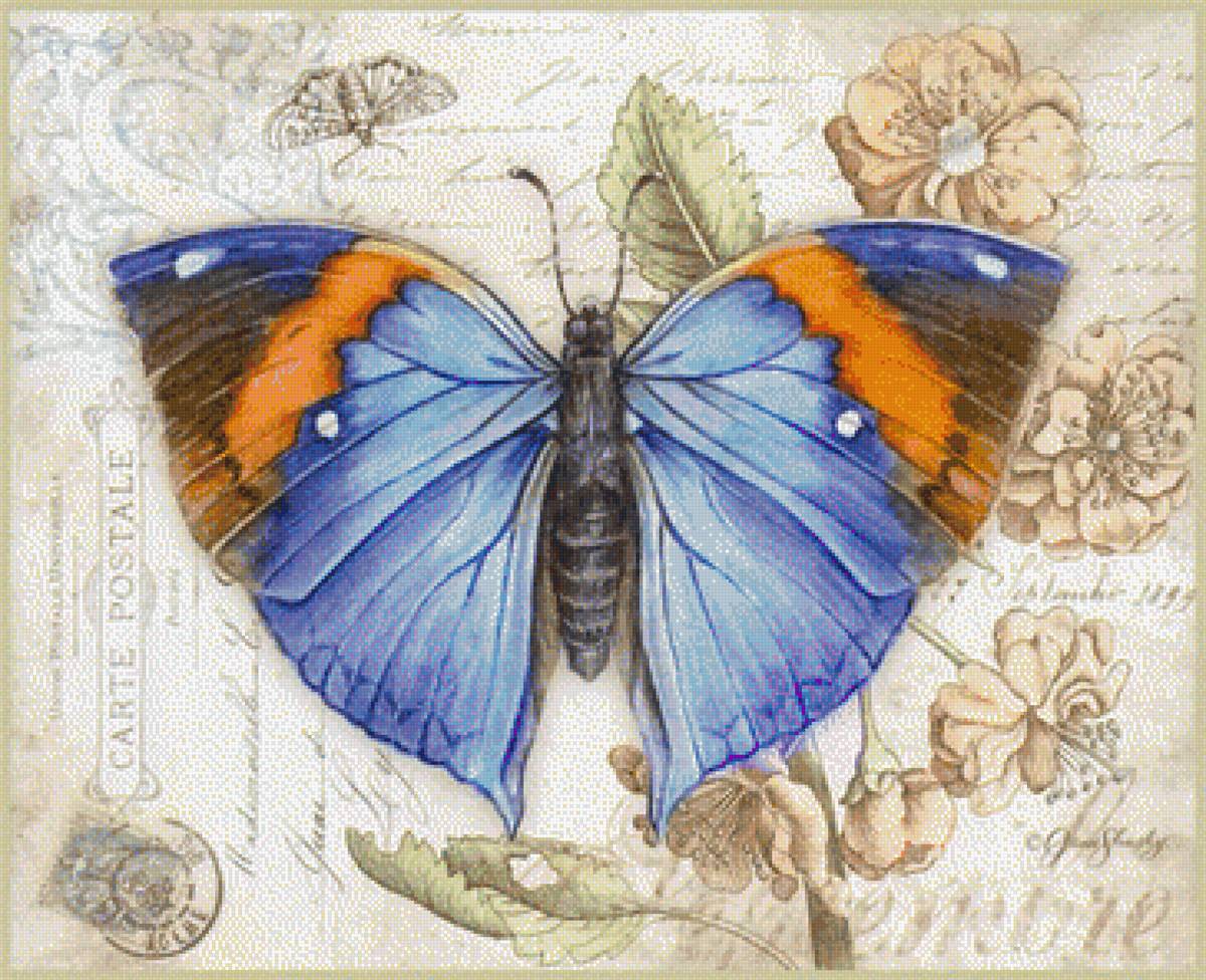 бабочки 11 - бабочки - предпросмотр