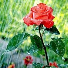 Роза и дождь