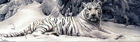 Тигр на снегу - тигр, снег - оригинал