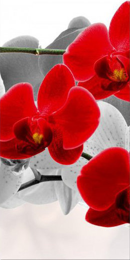 триптих орхидеи 2 - орхидея, триптих - оригинал