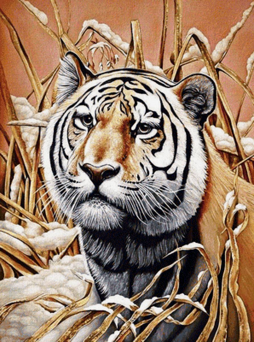 Тигр - хищники, животные, тигр, портрет - предпросмотр