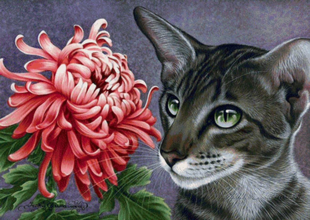 Котик и хризантема - коты - предпросмотр