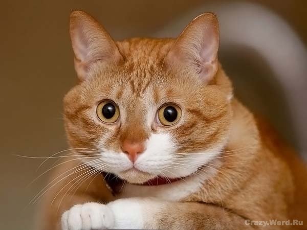Рыжий котяра) - #кот, #красавчик, #рыжийкот - оригинал