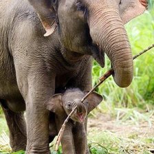 Слоника и слонёнок