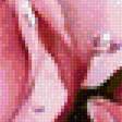 Предпросмотр схемы вышивки «Розовые мечты» (№1637198)