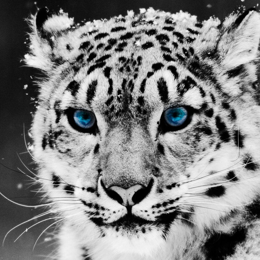 Белый леопард - монохром, черный, белый, животные - оригинал