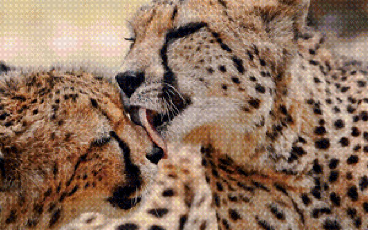 Пара гепардов № 2 - африка, хищники. - предпросмотр