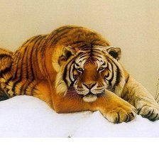 Оригинал схемы вышивки «Тигр» (№1642398)