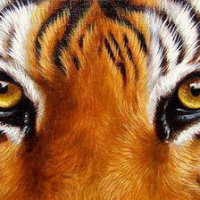 Оригинал схемы вышивки «Взгляд тигра» (№1642679)