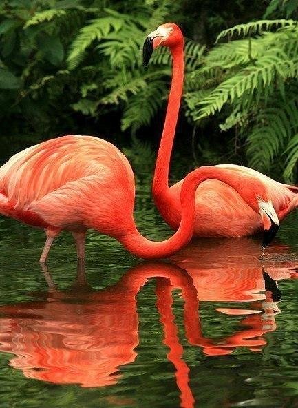 фламинго - озеро, зелень, птицы - оригинал
