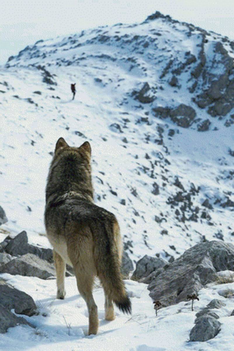 Волк - волк, горы, зима - предпросмотр