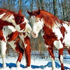 Схема вышивки «piękne konie»