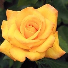 Оригинал схемы вышивки «Желтая роза» (№1650069)