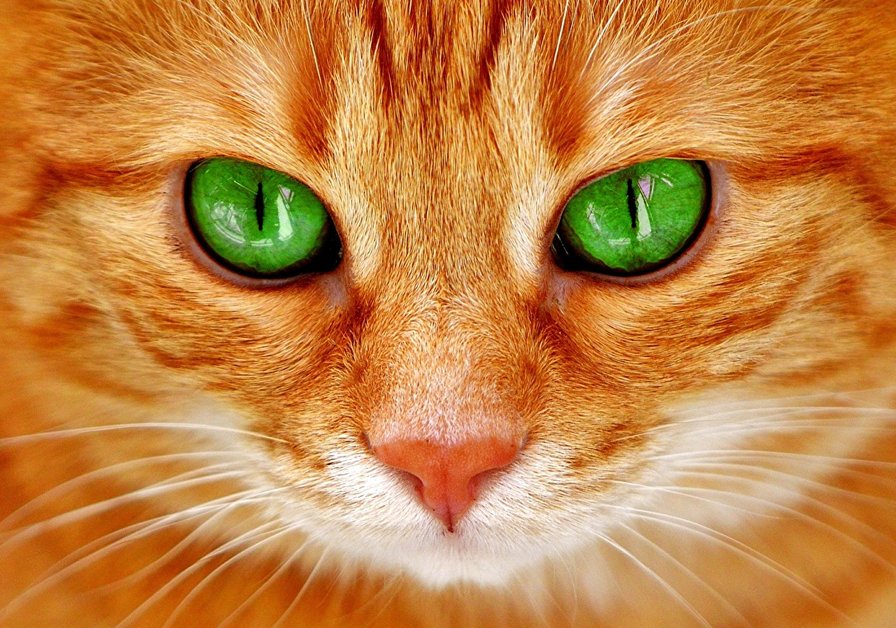 Зеленое глаза - животные, котик, кот, зеленые глаза - оригинал