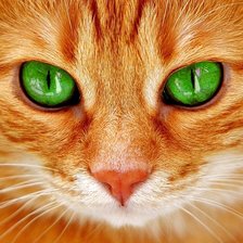 Зеленое глаза