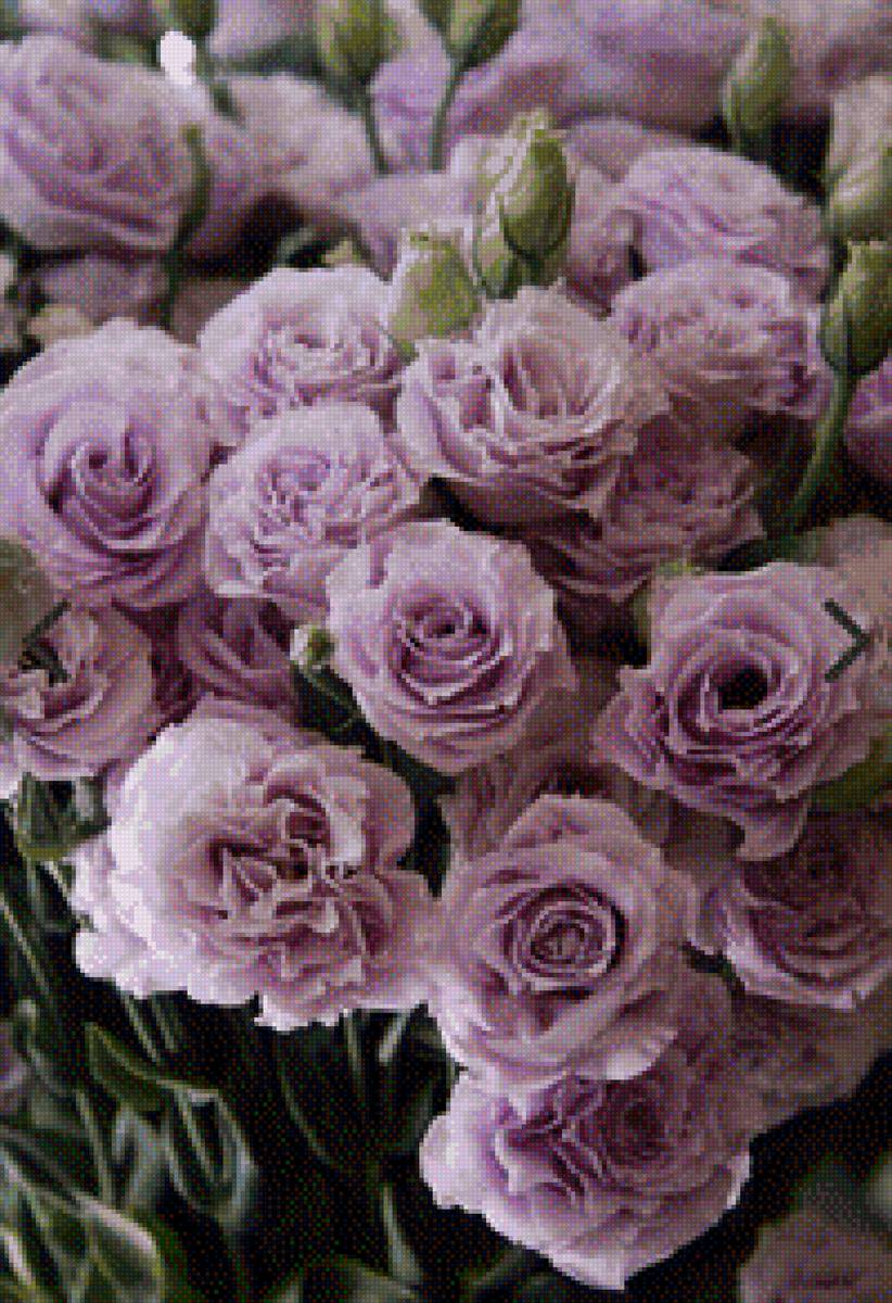 Сиреневая эустома - фиолетовая, цветы, эустома, сиреневая - предпросмотр