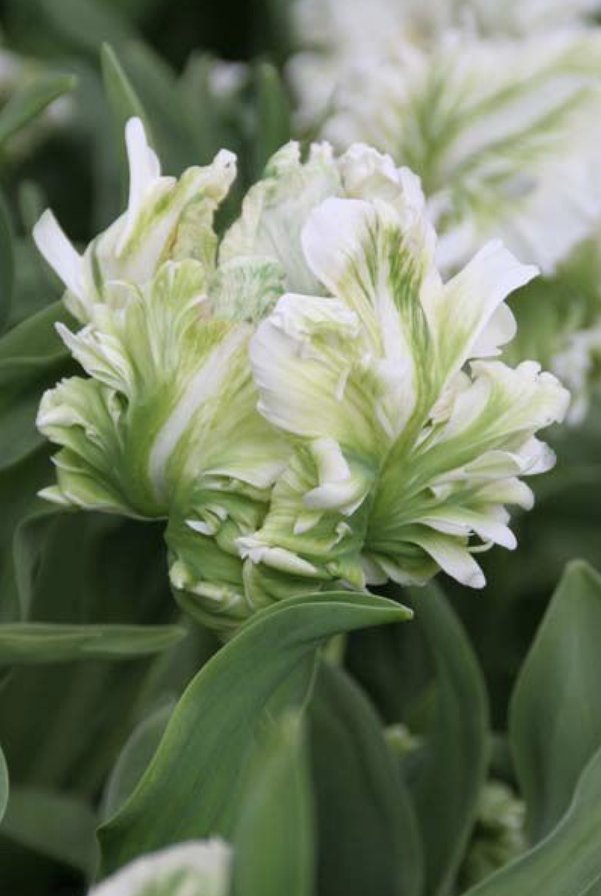 Попугайный тюльпан - цветы, белый, тюльпан - оригинал