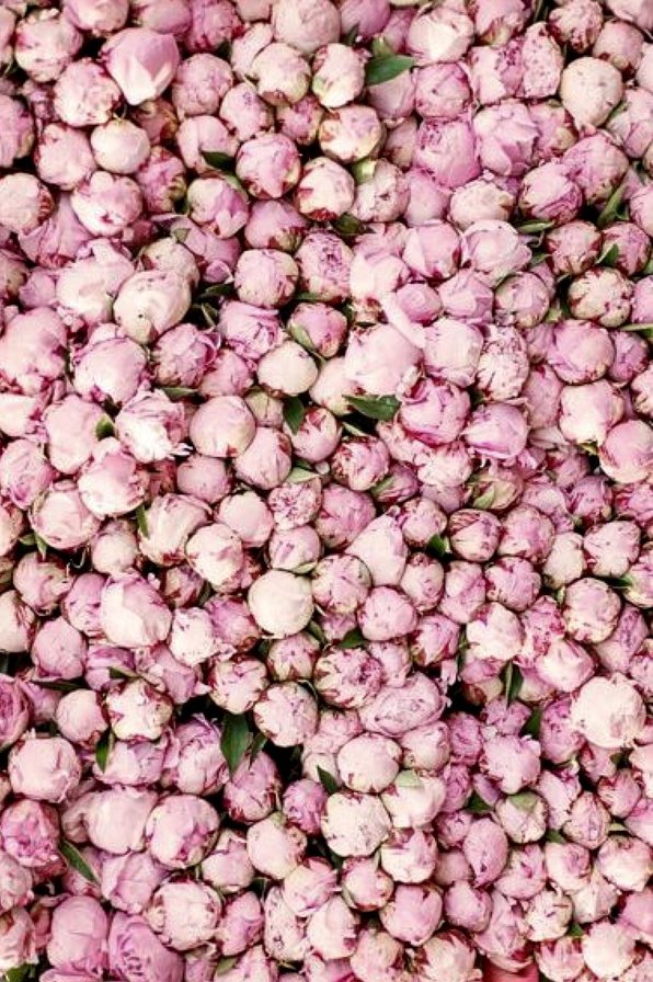 Розовые пионы - розовый, пион, цветы - оригинал