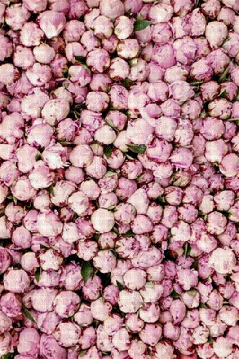 Розовые пионы - пион, цветы, розовый - предпросмотр