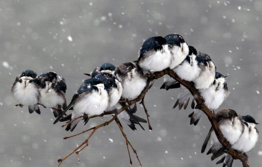 Птички зимой - снег, зима, ветки, холод, птицы, , птички - оригинал