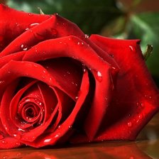 Роза для любимой