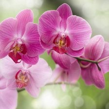 орхидея на зел фоне
