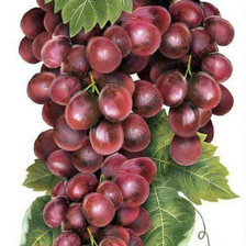 Оригинал схемы вышивки «Гроздь винограда» (№1653526)