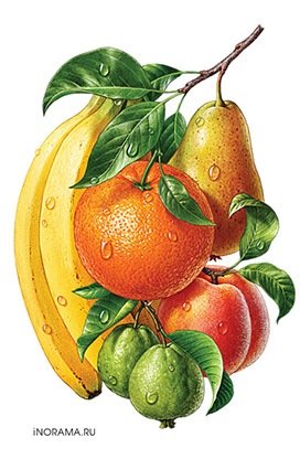 ВЕТКА С ФРУКТАМИ - фрукты, апельсины, бананы - оригинал