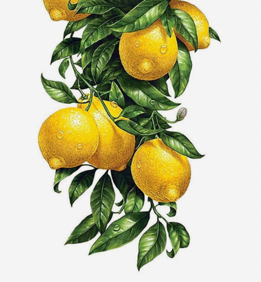 Лимоны панелька3 - предпросмотр