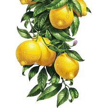 Оригинал схемы вышивки «Лимоны панелька3» (№1656375)