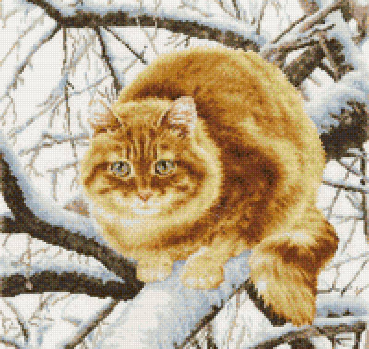 рыжий кот - кошки - предпросмотр