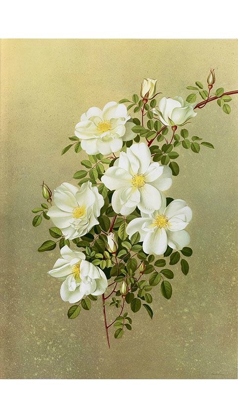 Цветы шиповника - цветущая ветка, белые цветы, шиповник - оригинал