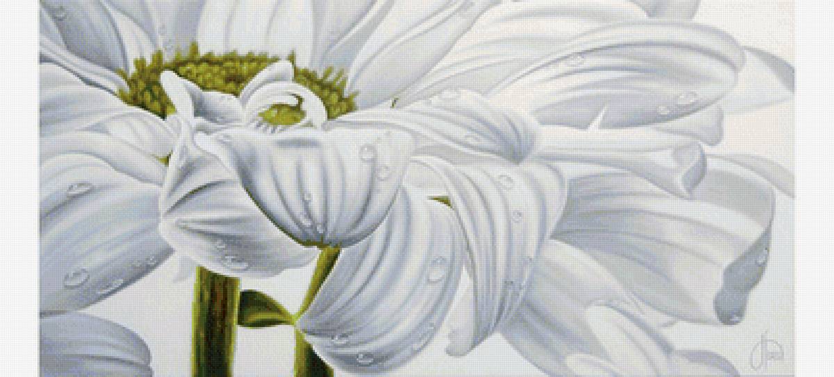 Белая гербера - цветы, герберы, белые цветы - предпросмотр