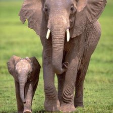 Схема вышивки «Слониха со слоном»
