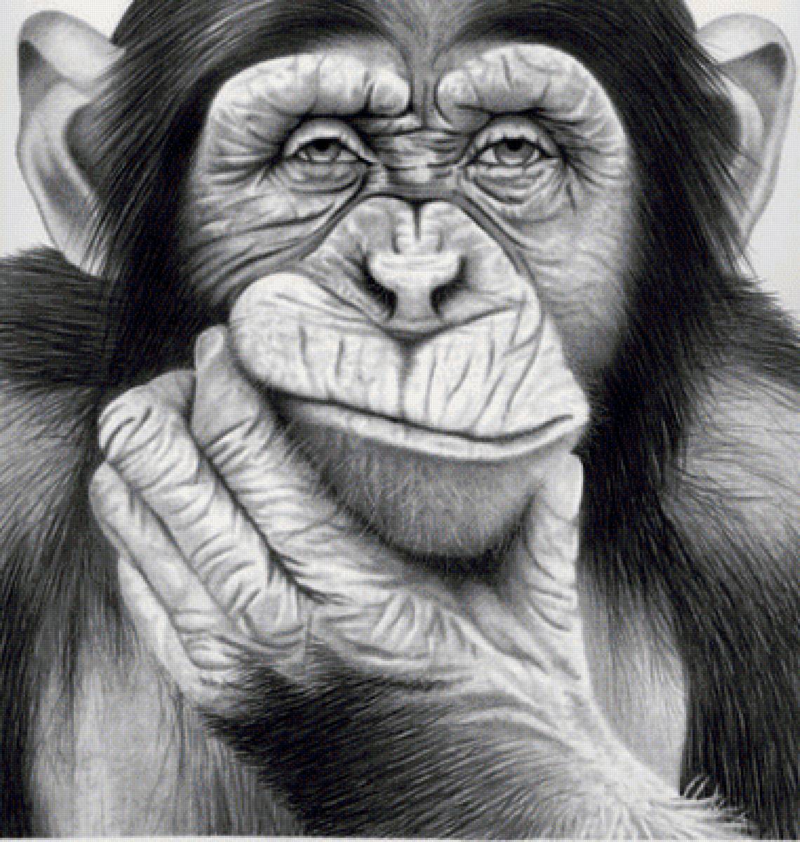 Мир животных - портрет, обезьяна, животное - предпросмотр