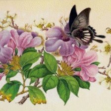 Оригинал схемы вышивки «цветы и бабочка» (№1668310)