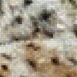 Предпросмотр схемы вышивки «рысь» (№1674886)