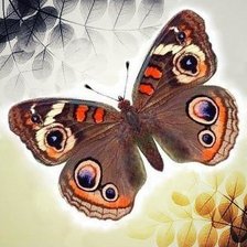 Бабочка Прецис лавиния