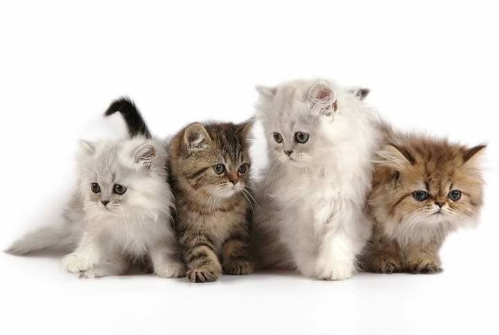 Kittens in a Row - оригинал