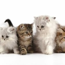 Схема вышивки «Kittens in a Row»