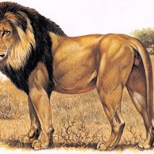 Оригинал схемы вышивки «лев» (№1682559)