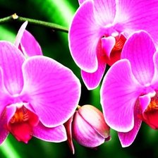Оригинал схемы вышивки «розовая орхидея» (№1683371)